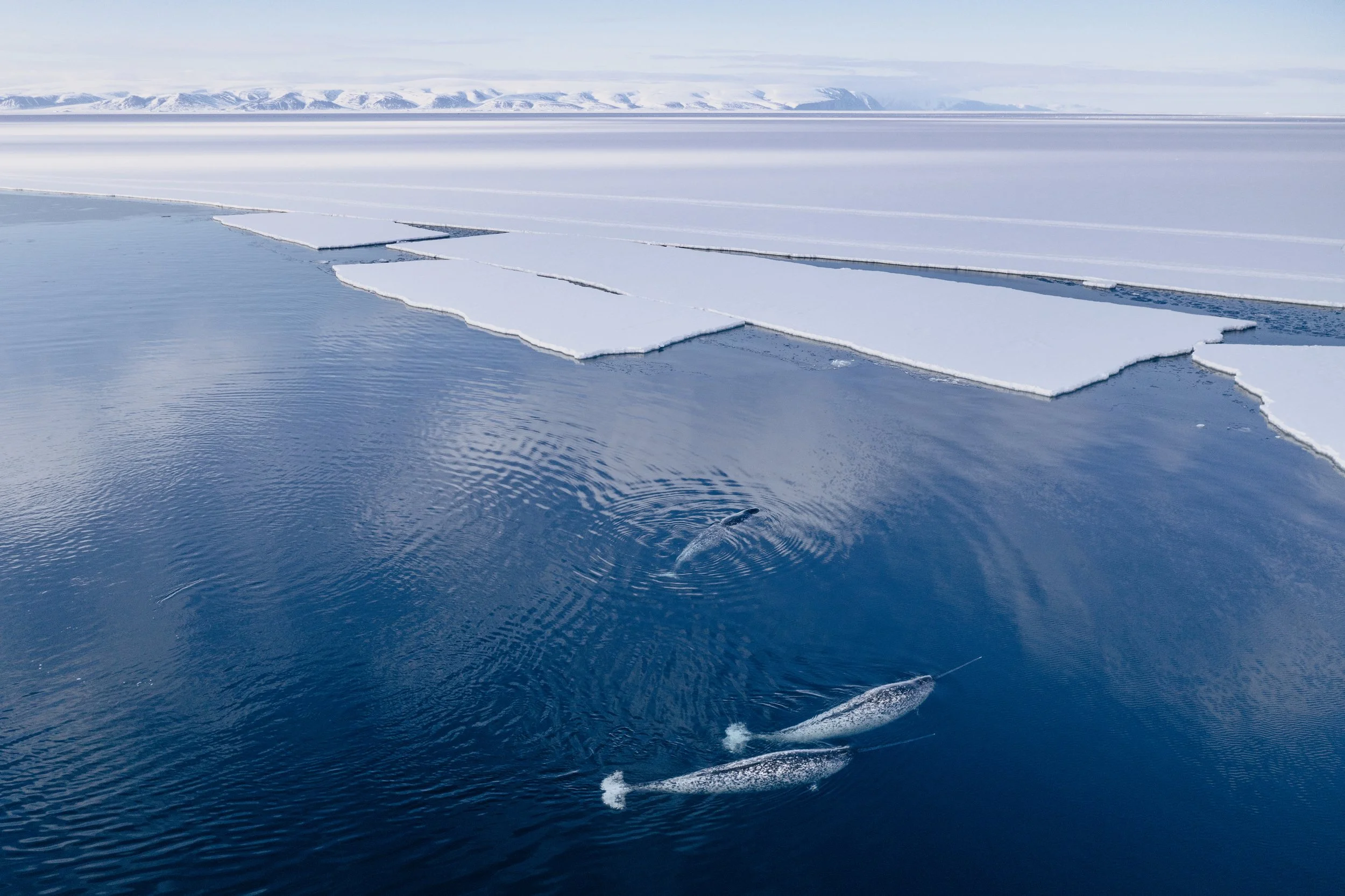  Narwhals rest along the edge of the sea ice near the Inughuit village of Qaanaaq, Greenland. Inughuit have hunted and managed narwhal populations for centuries and continue to maintain some of the healthiest populations of marine mammals on the plan
