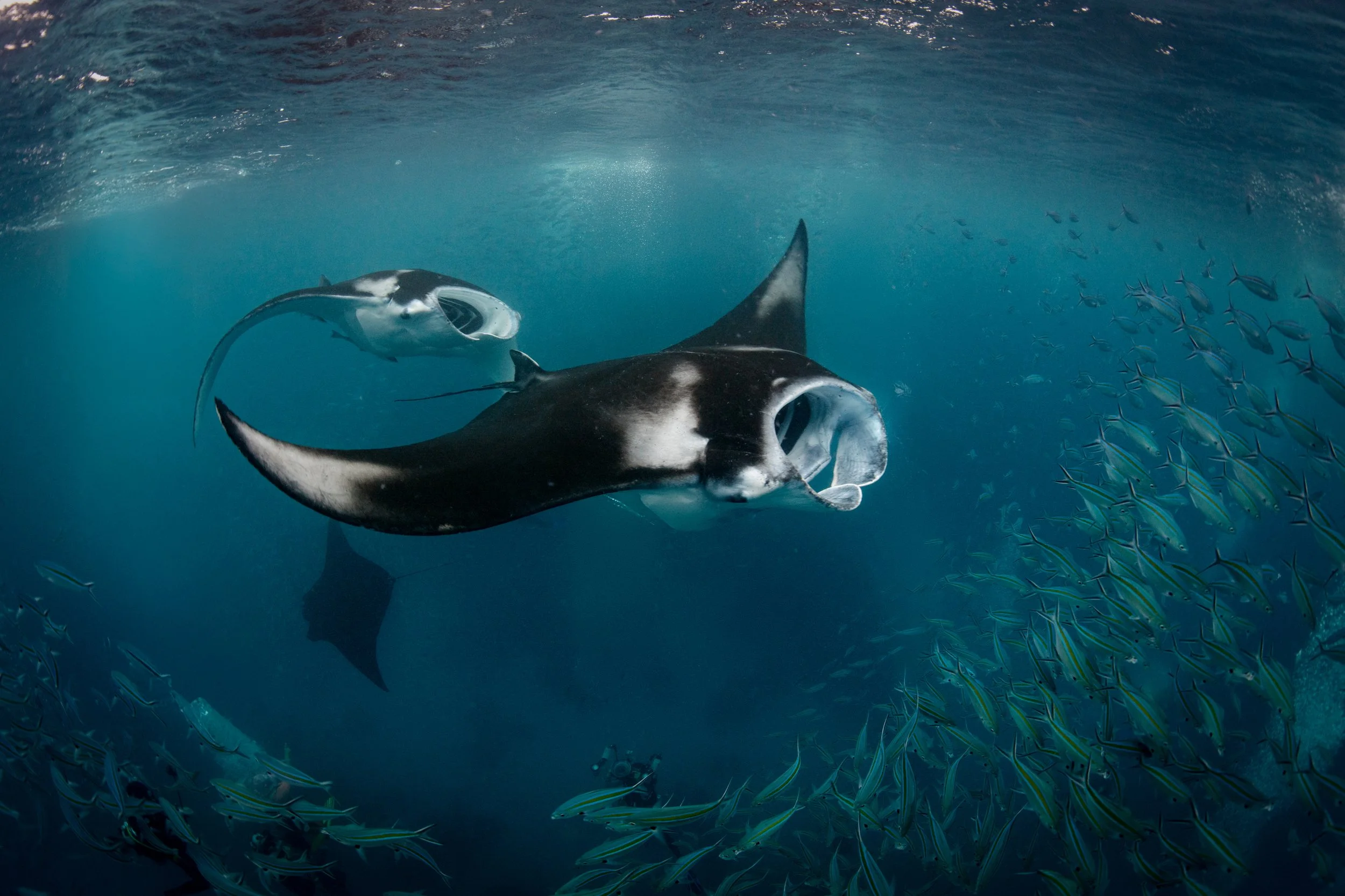  Manta rays and fusiliers feed in the plankton-rich currents flowing between Palau’s outer coral reefs. 