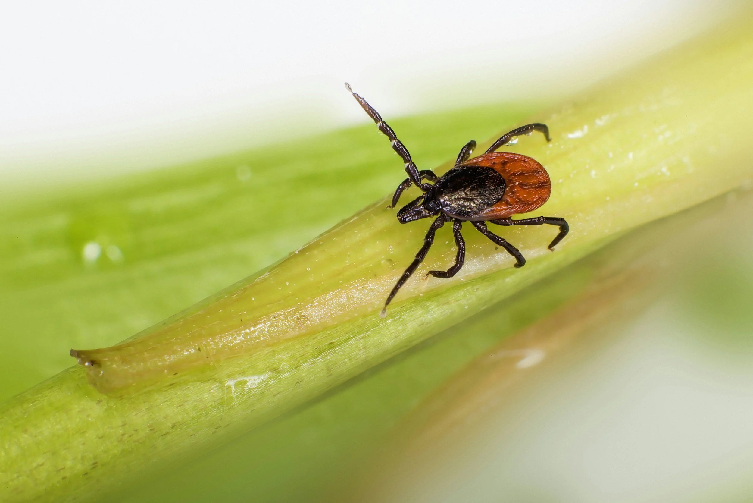 Tick Prevention and Management
