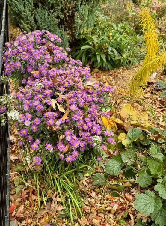 ASTERS