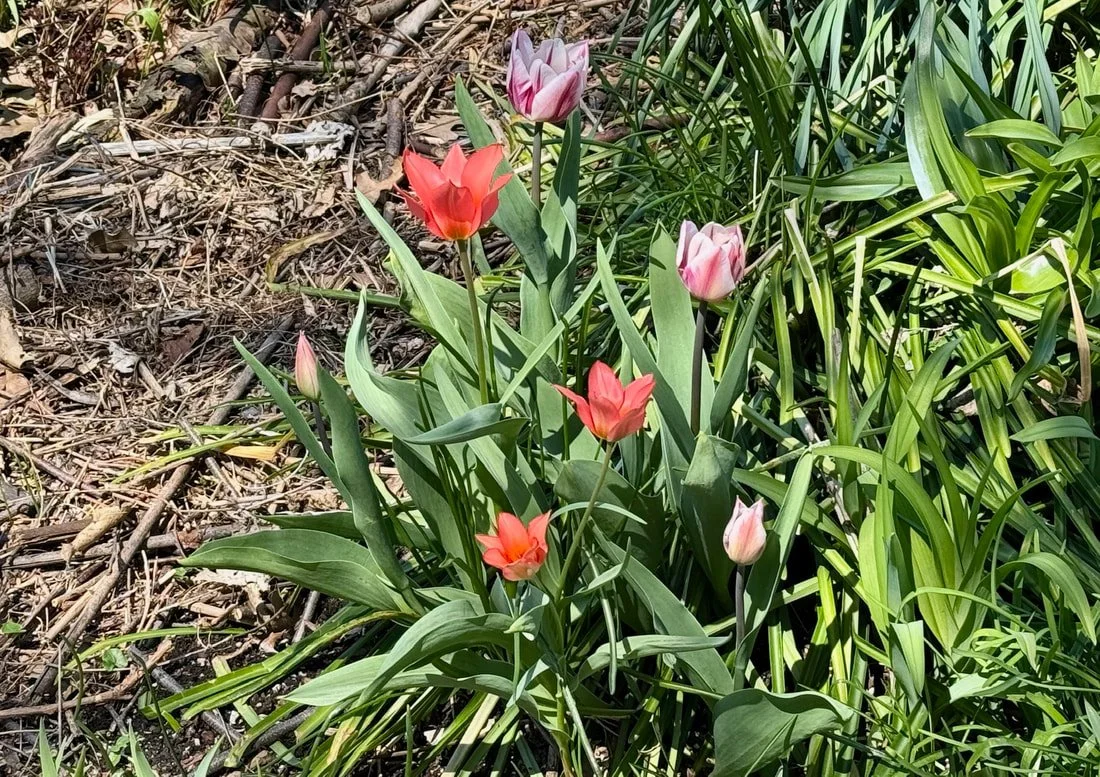TULIPS