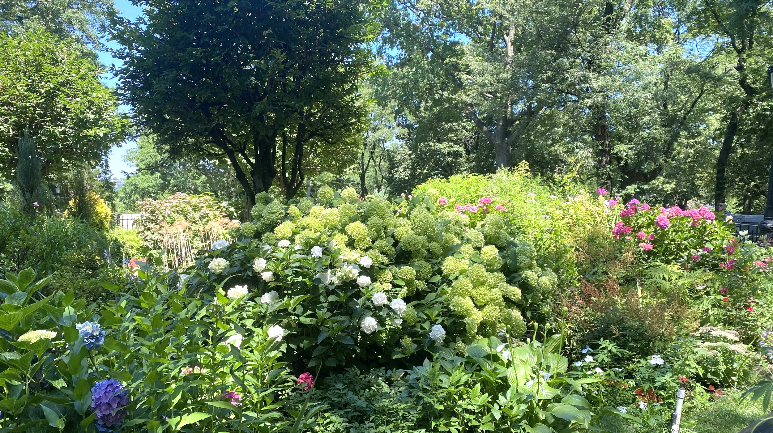 flower garden with hydrangea and white blossoms tree canopy over all dappled with sunlight