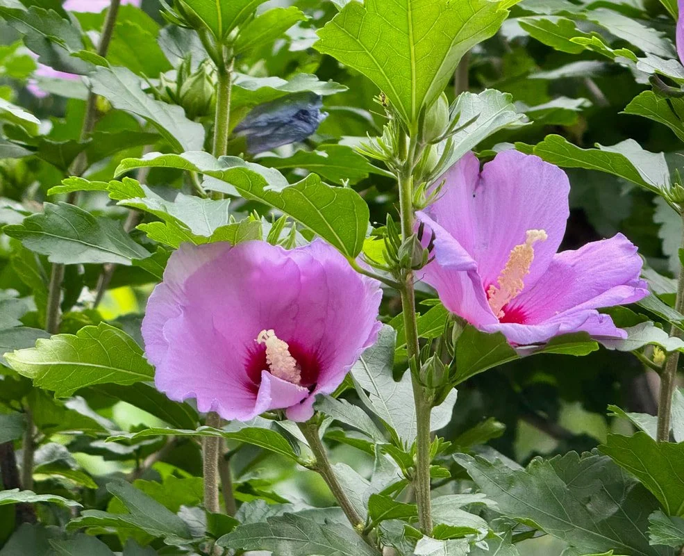 ROSE OF SHARON