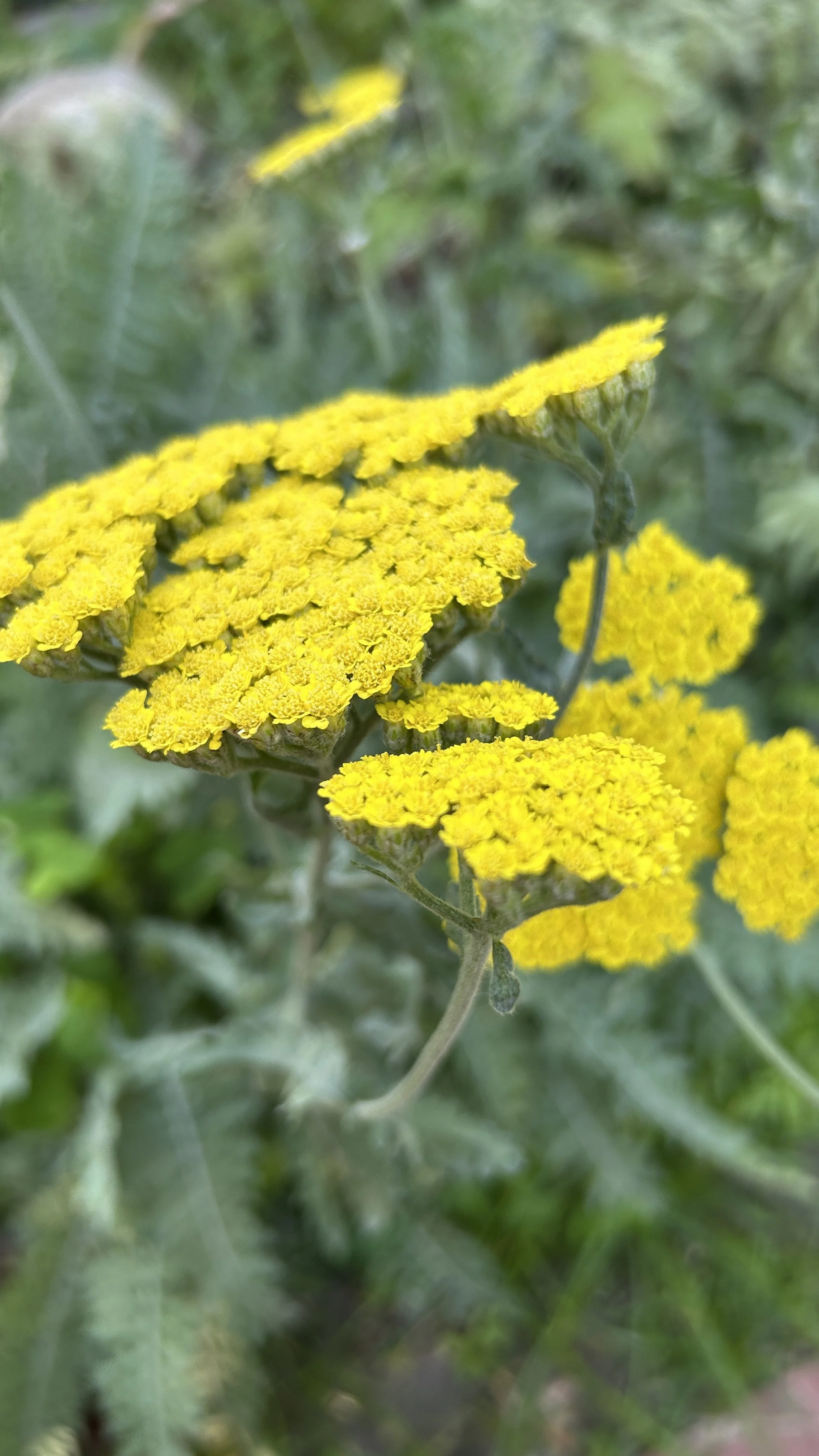 YARROW