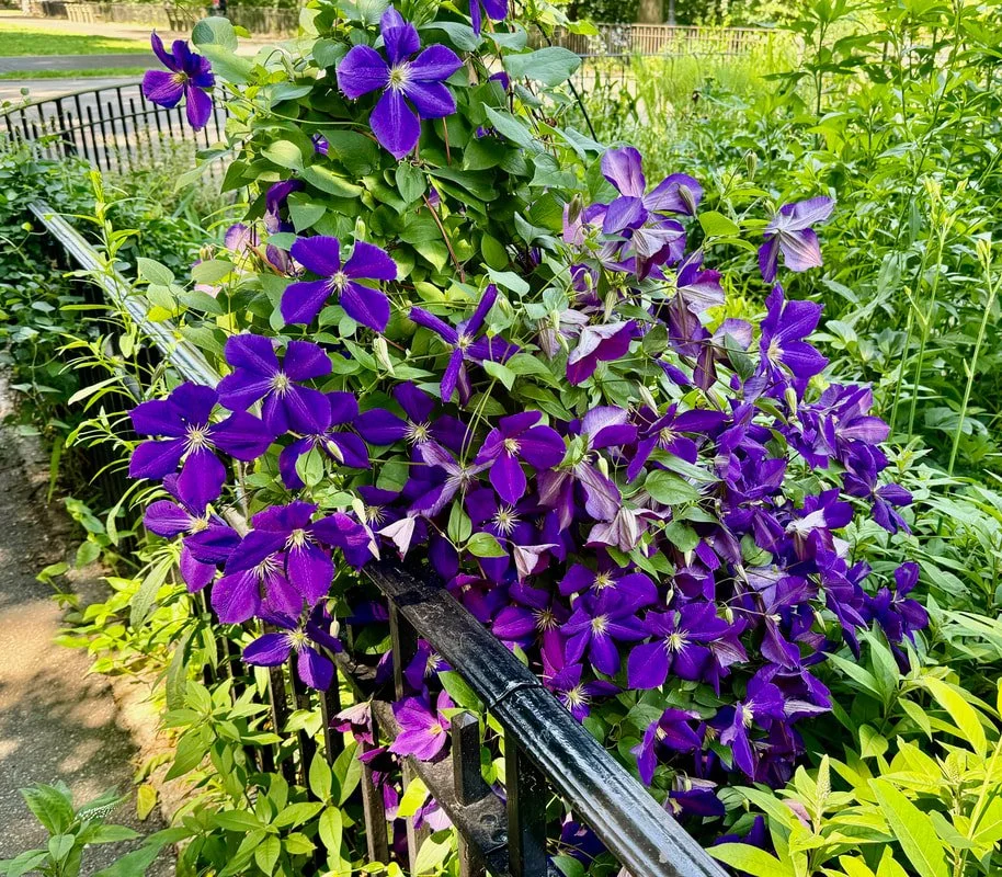CLEMATIS