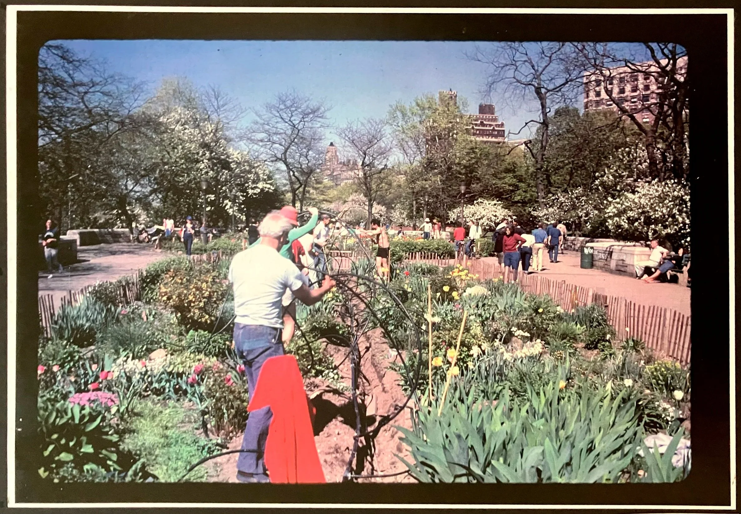 INSTALLING THE DRIP IRRIGATION SYSTEM 1985