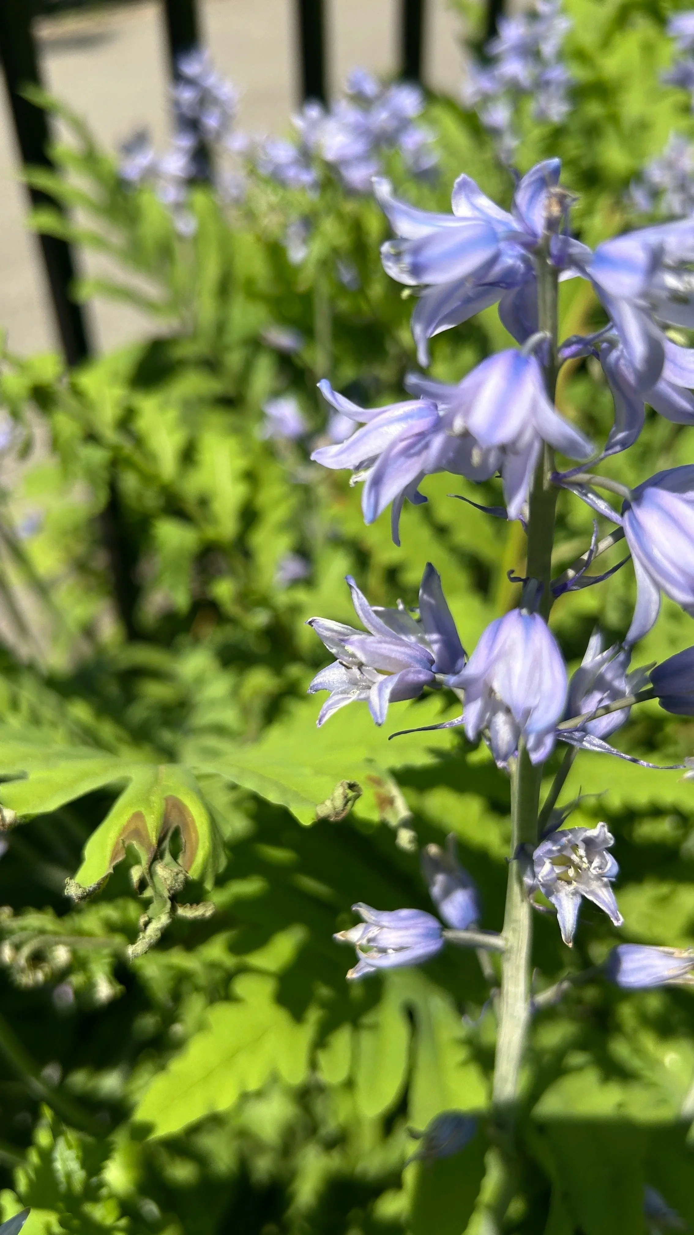 SPANISH BLUEBELL