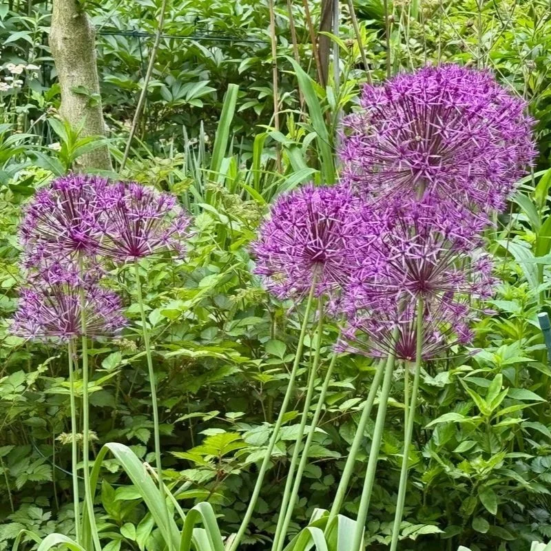 ALLIUM