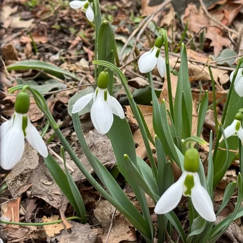 SNOWDROPS