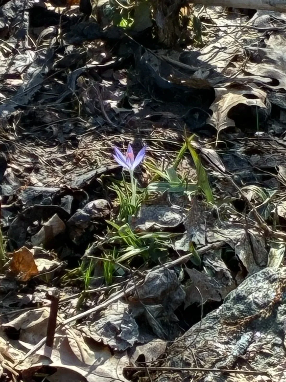 CROCUS