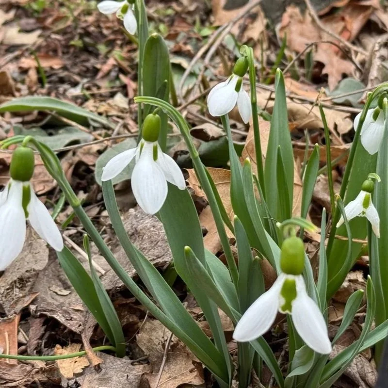 SNOWDROPS