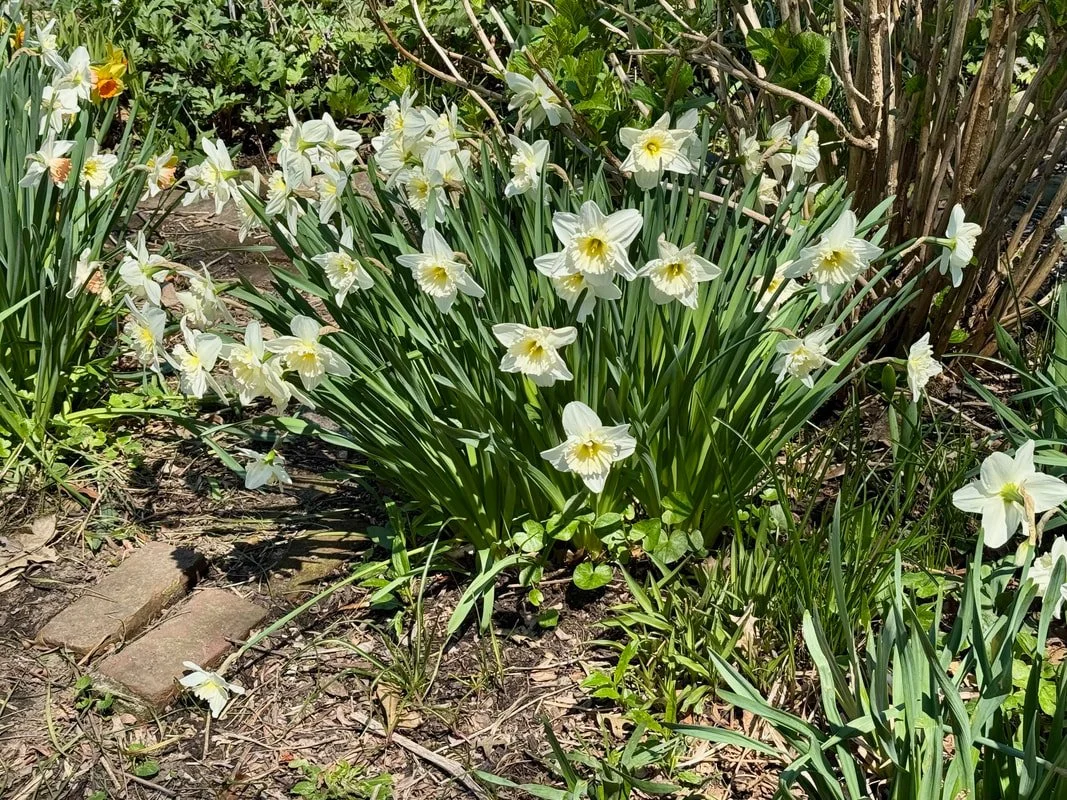 DAFFODILS