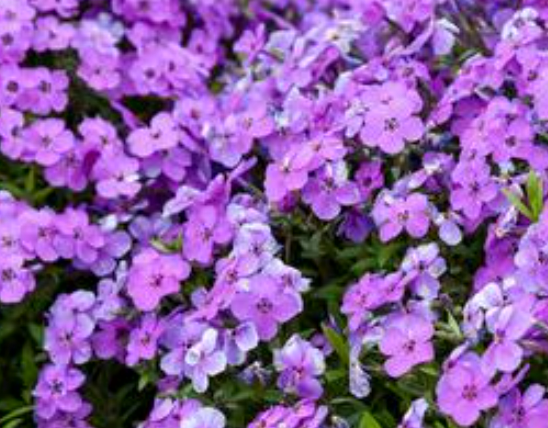 MOSS PHLOX
