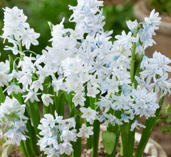 squill.png