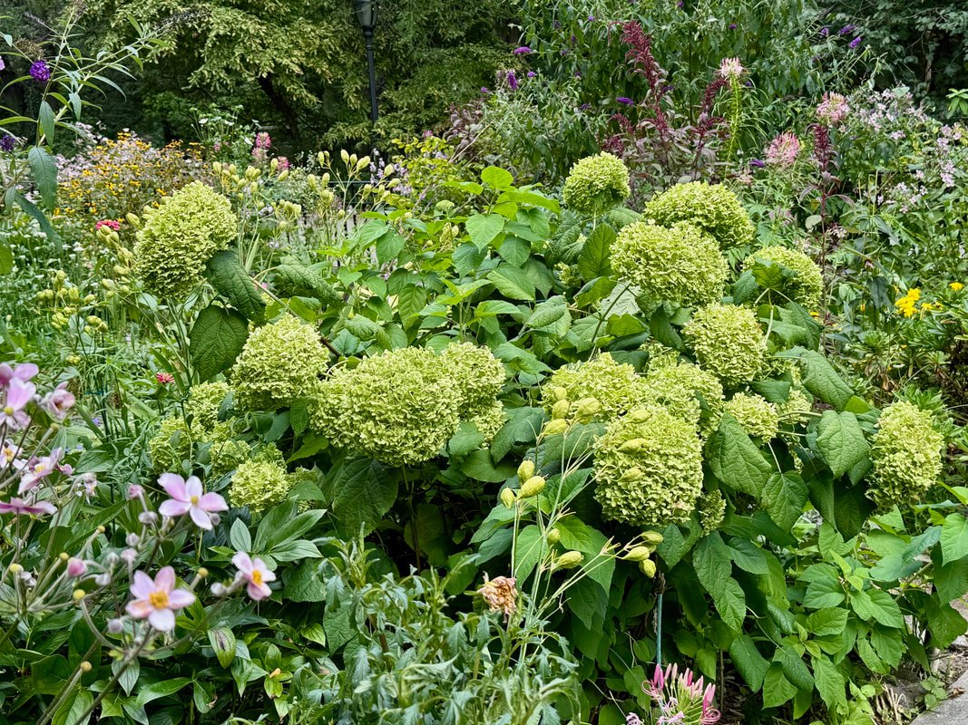 BIG LEAF HYDRANGEA