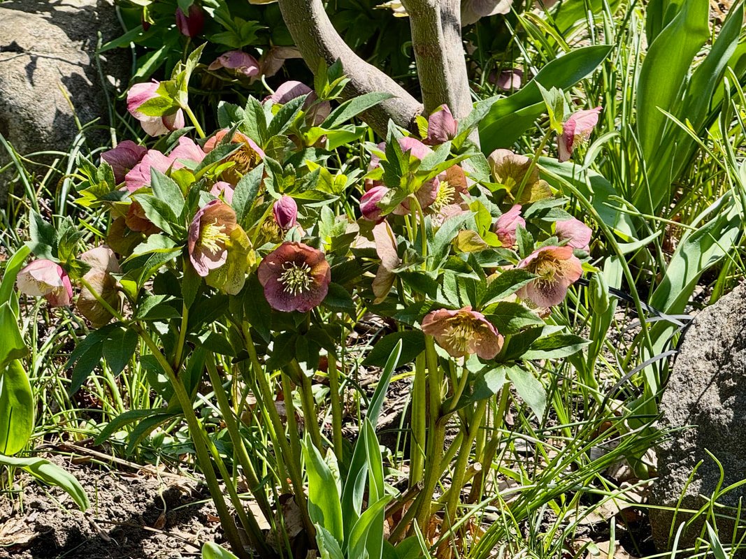 HELLEBORE