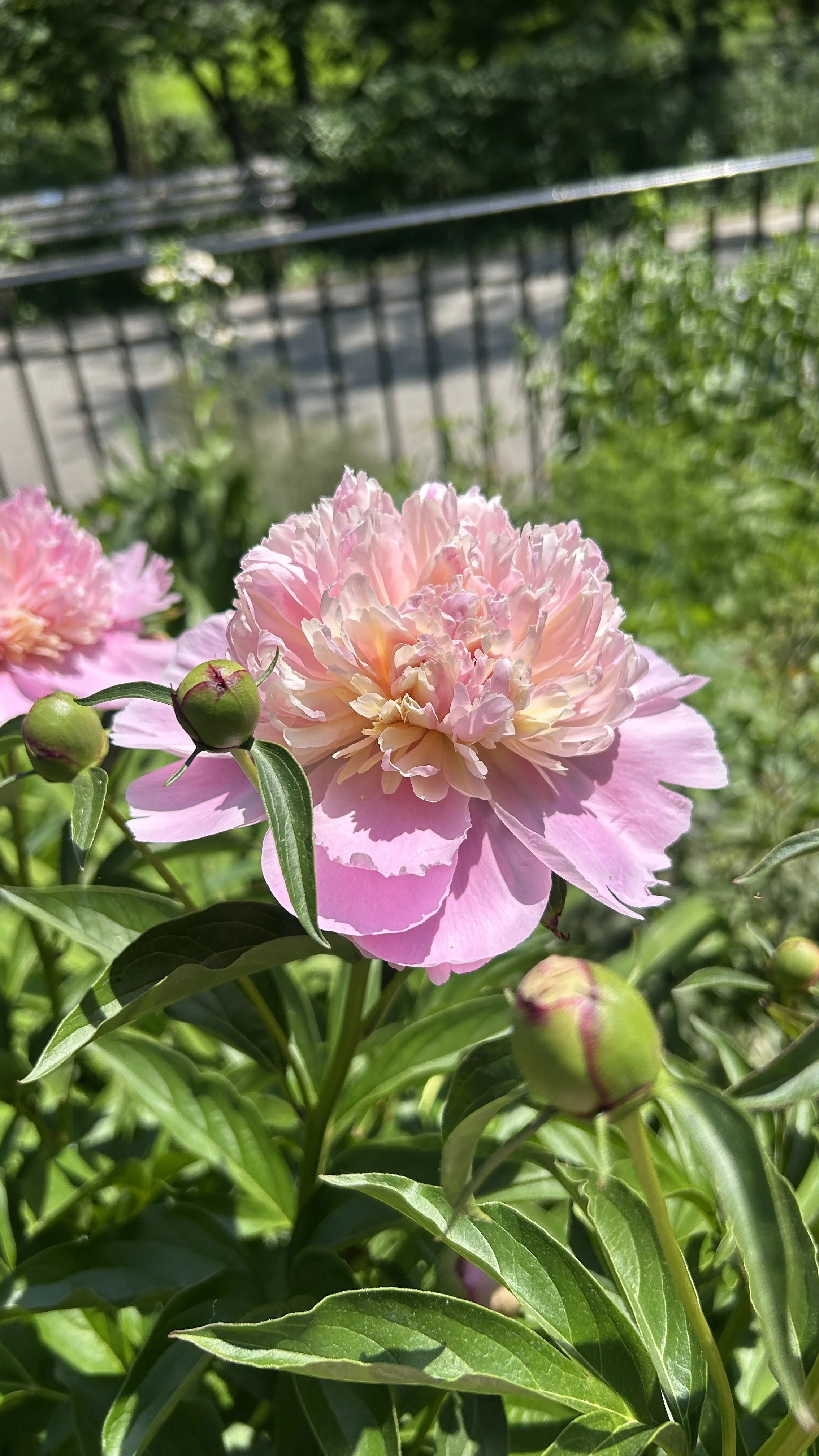 peony.JPEG