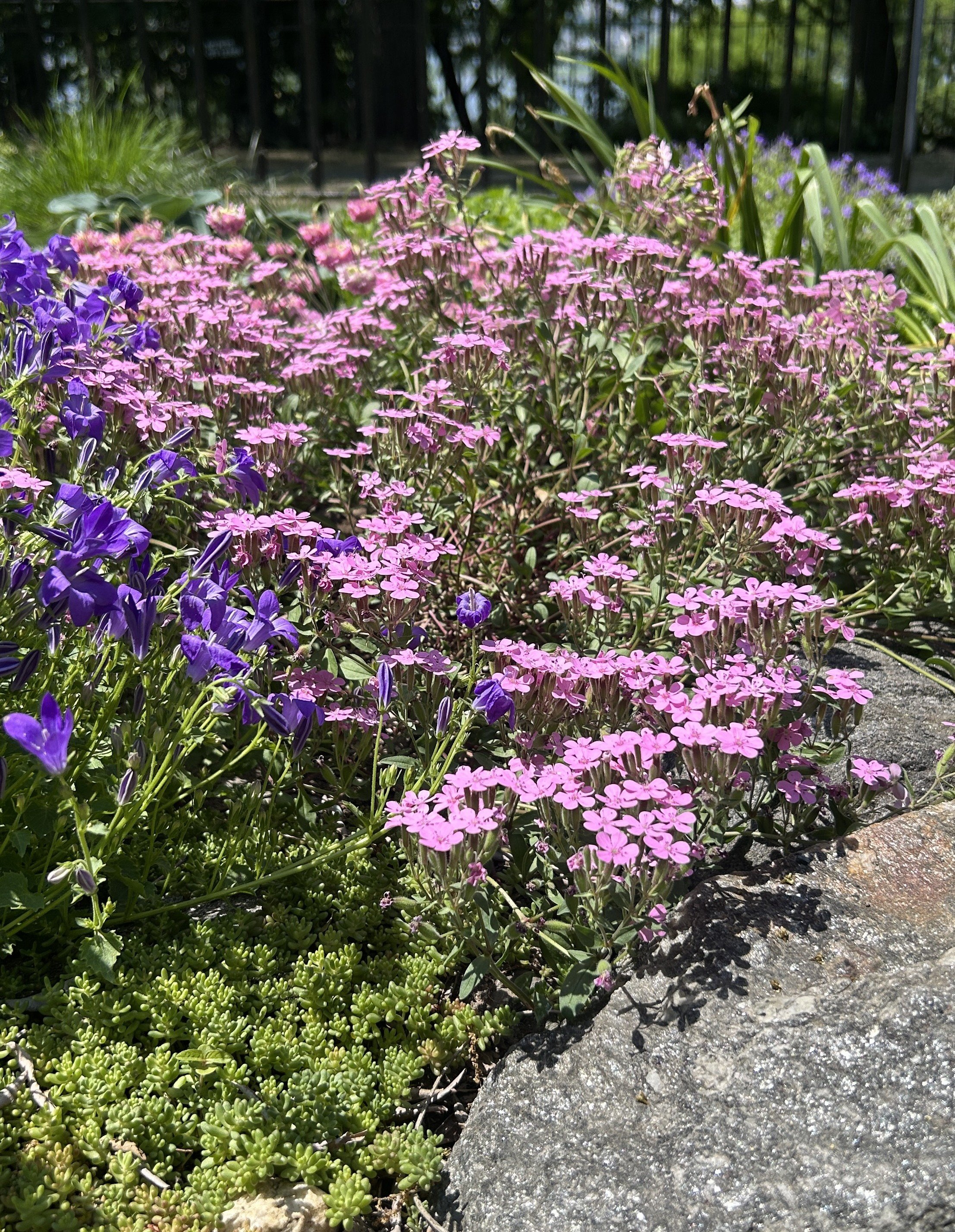 soapwort.JPEG