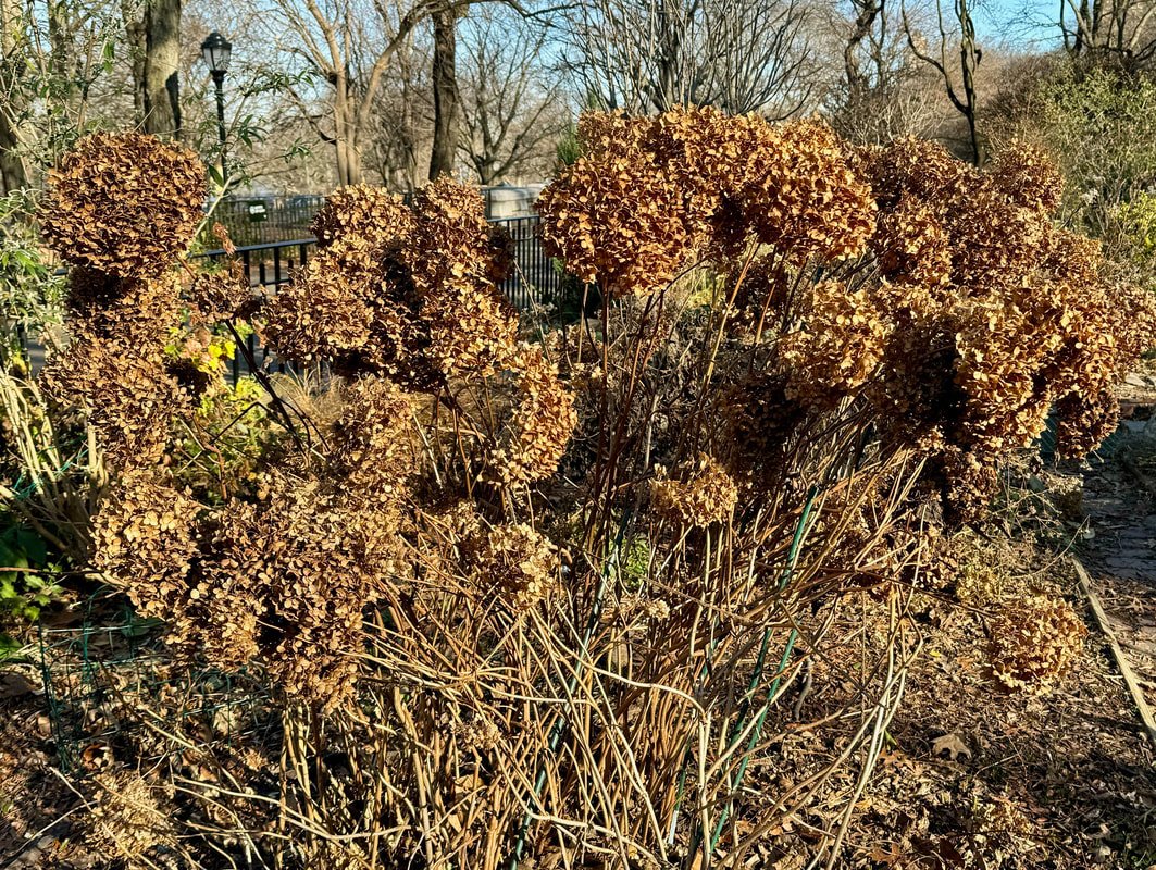 BIG LEAF HYDRANGEA
