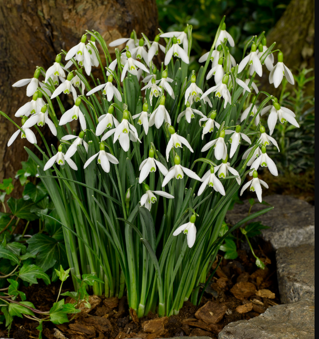 GIANT SNOWDROPS