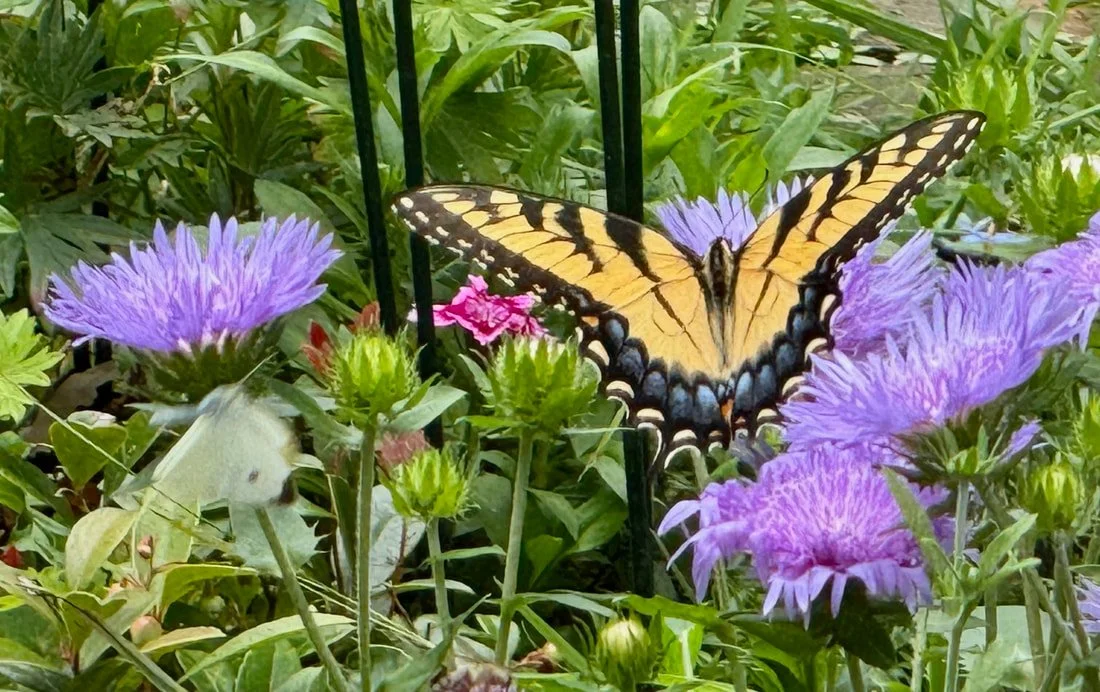 gen garden 8.jpg