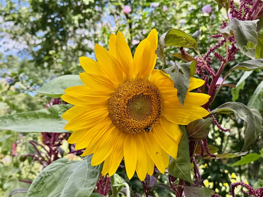 sunflower.jpg