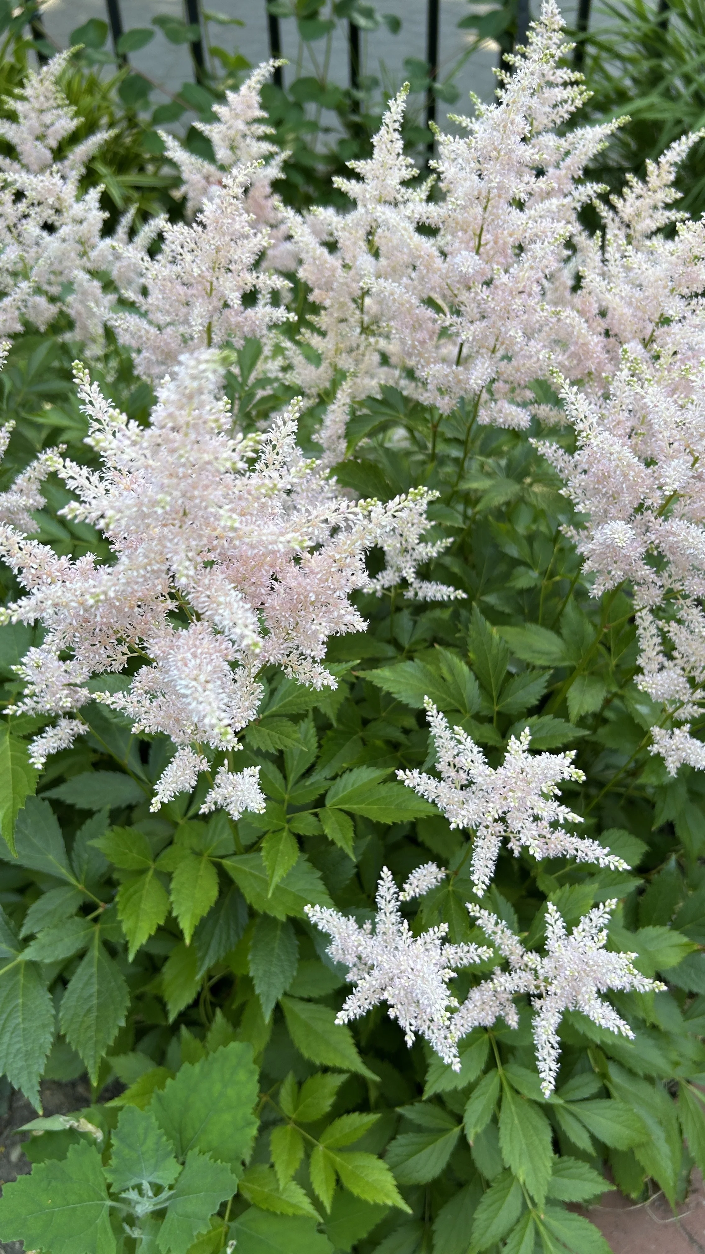ASTILBE