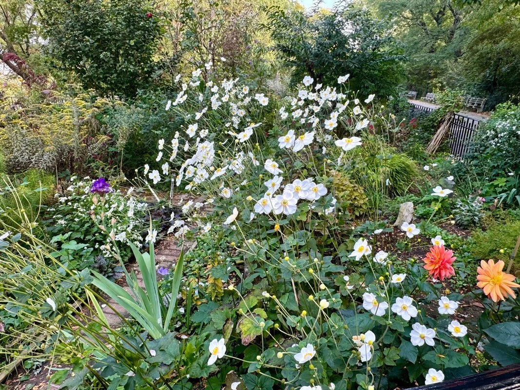 JAPANESE ANEMONE