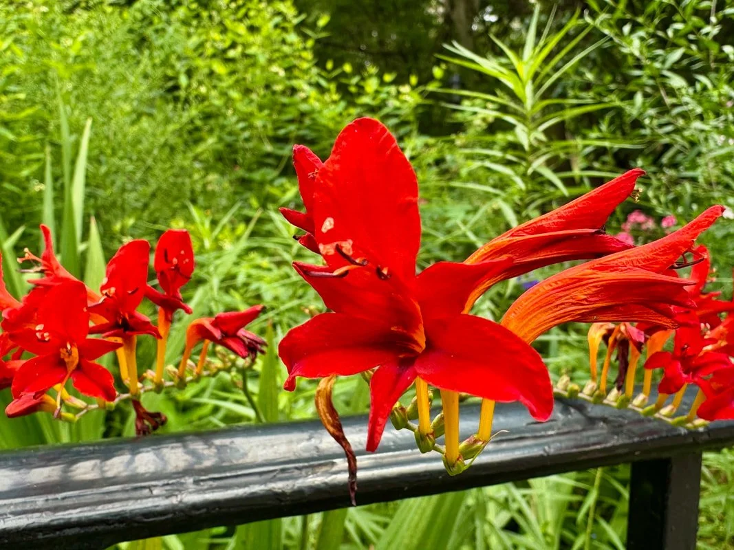 CROCOSMIA