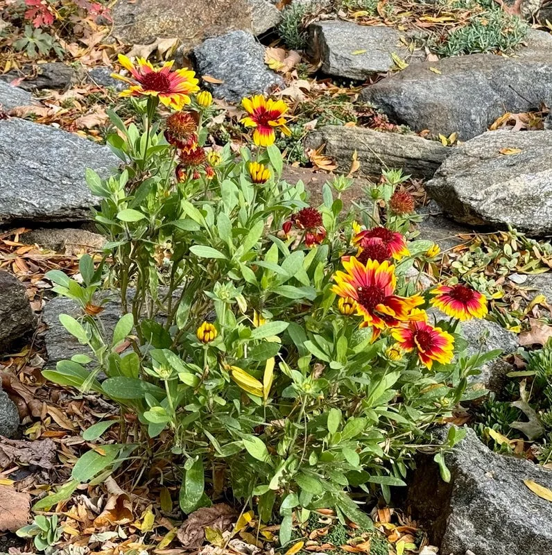 CONEFLOWER