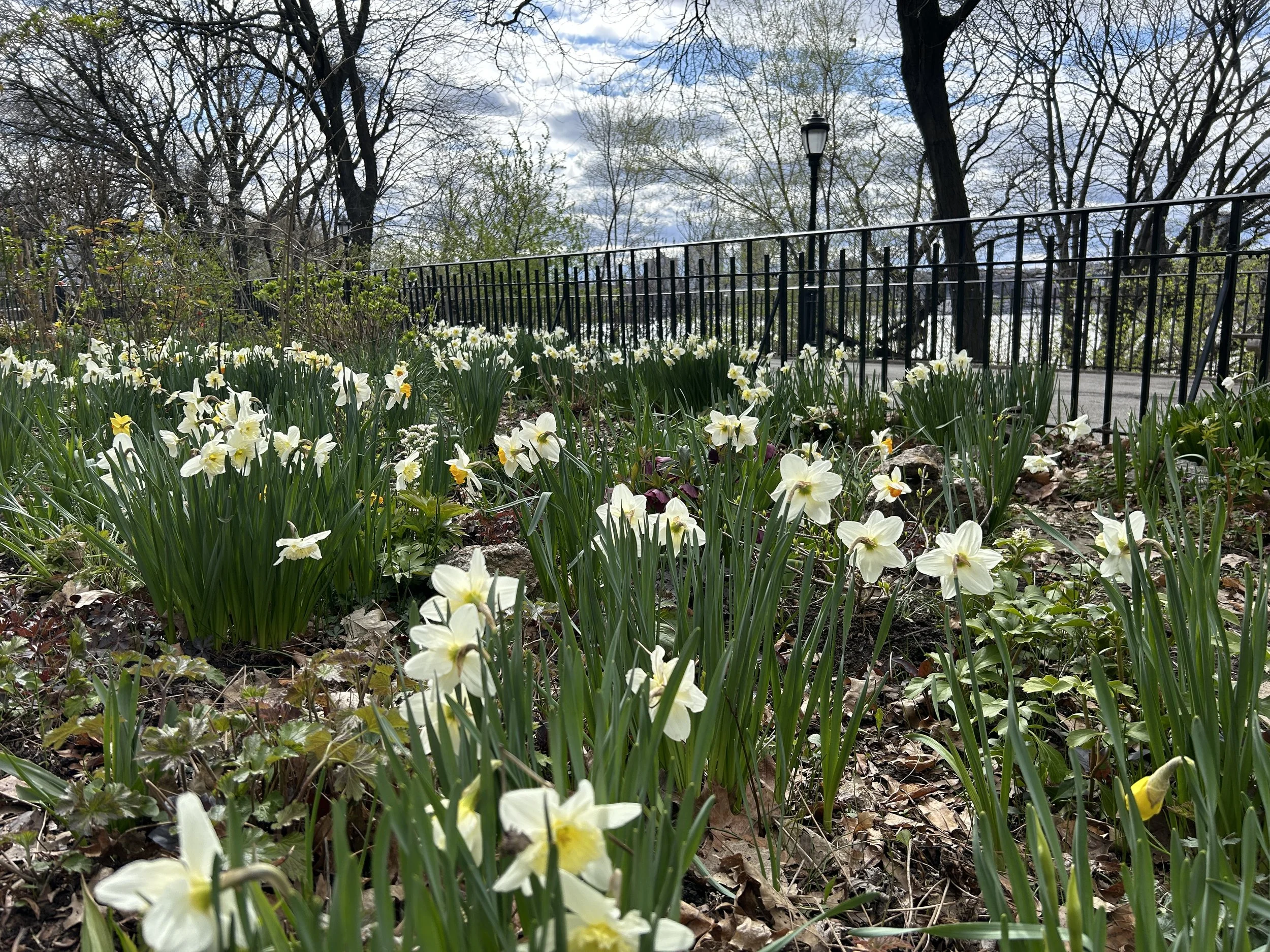 daffodils.JPEG
