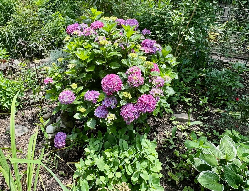 BIG LEAF HYDRANGEA