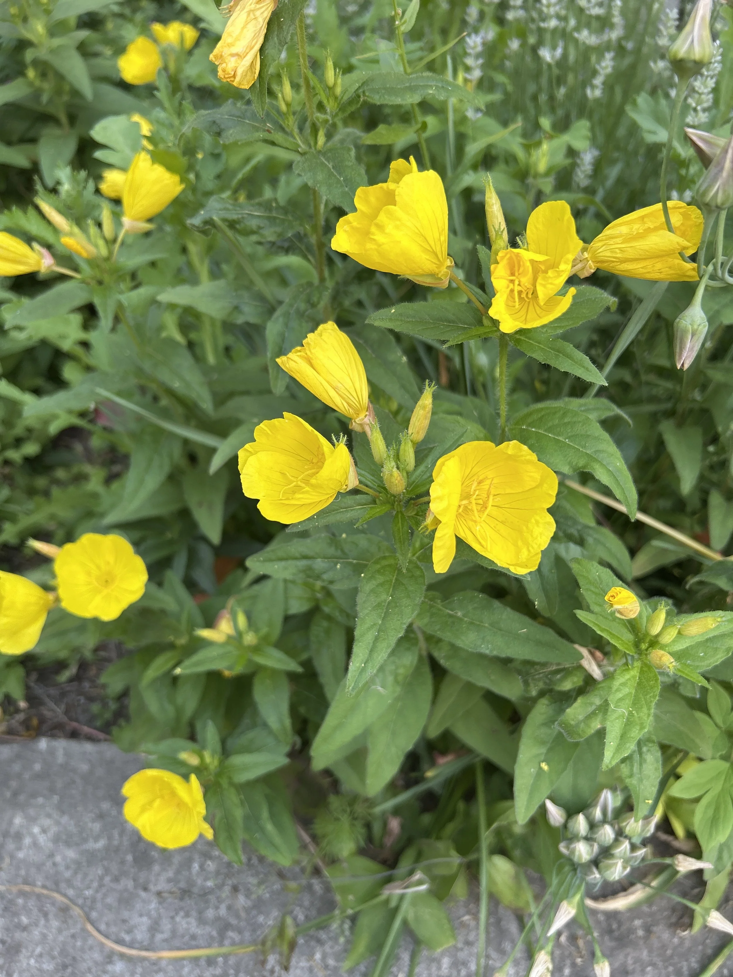 evening primrose1.jpeg