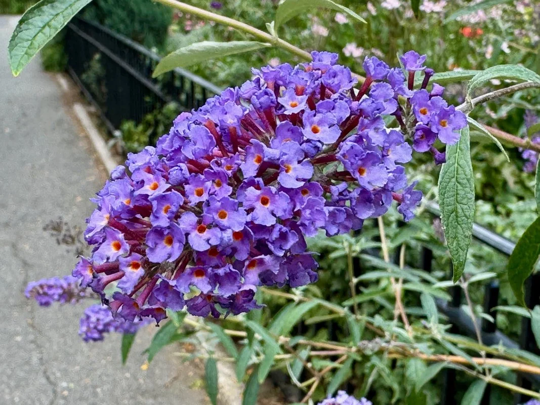 gen garden10.jpg