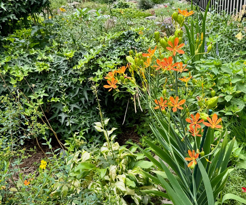 BLACKBERRY LILY