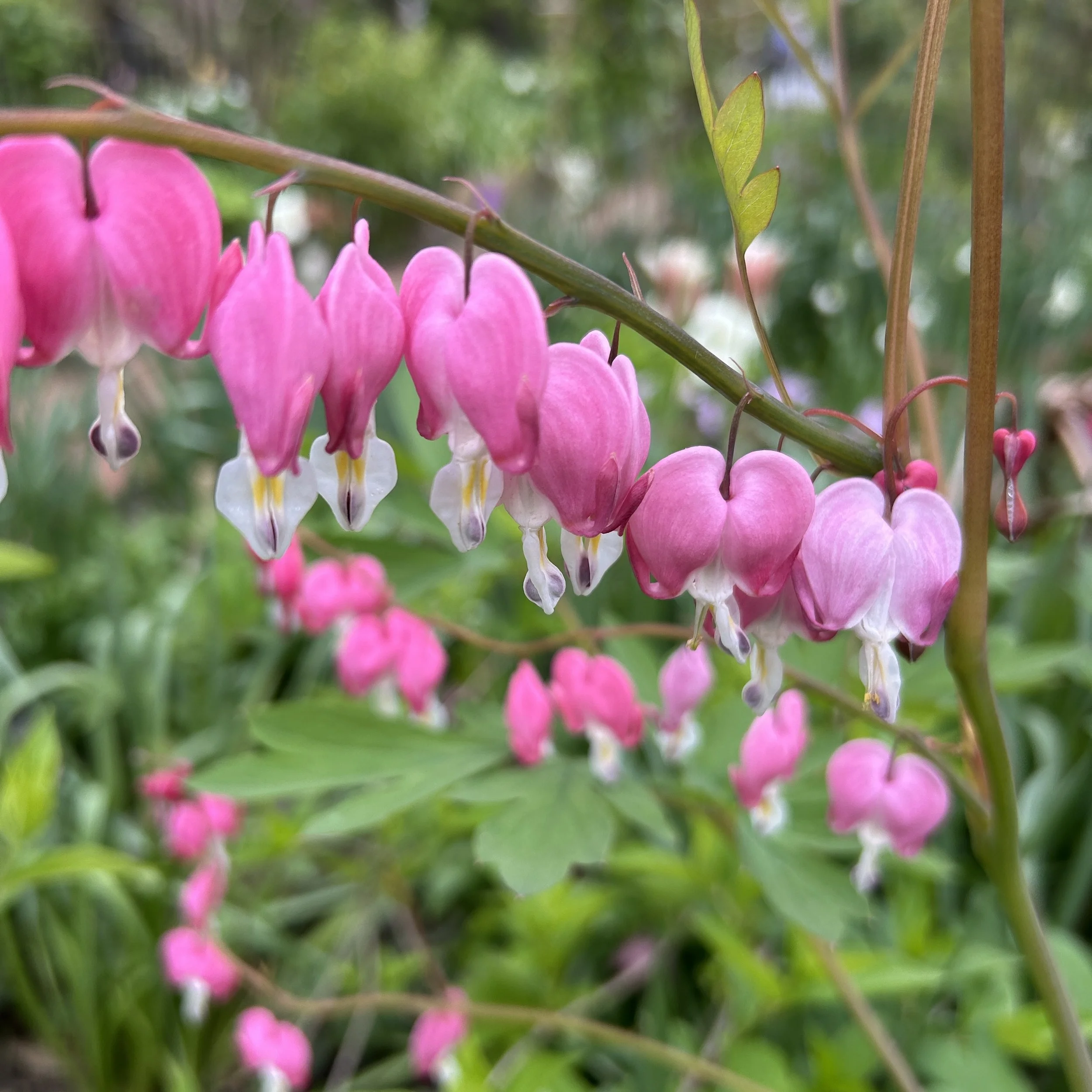 BLEEDING HEART