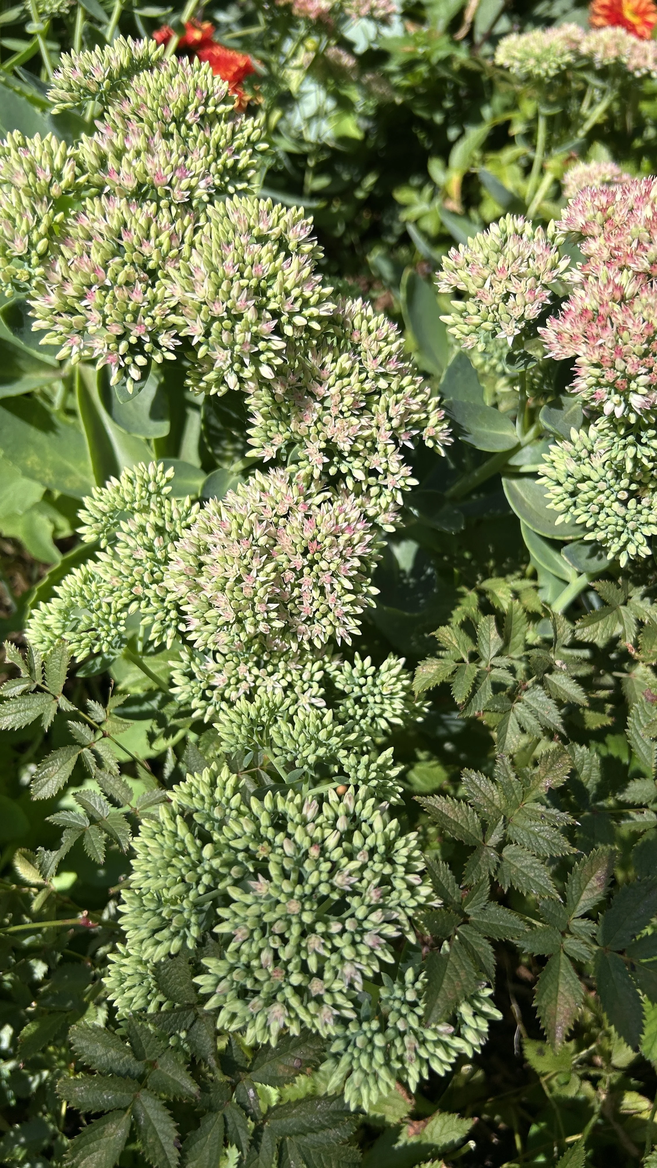 Autumn Joy Stonecrop.JPEG