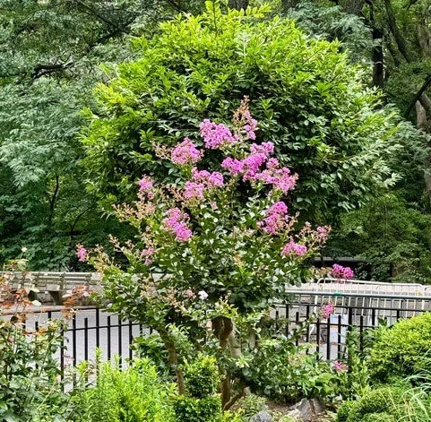 CRAPE MYRTLE