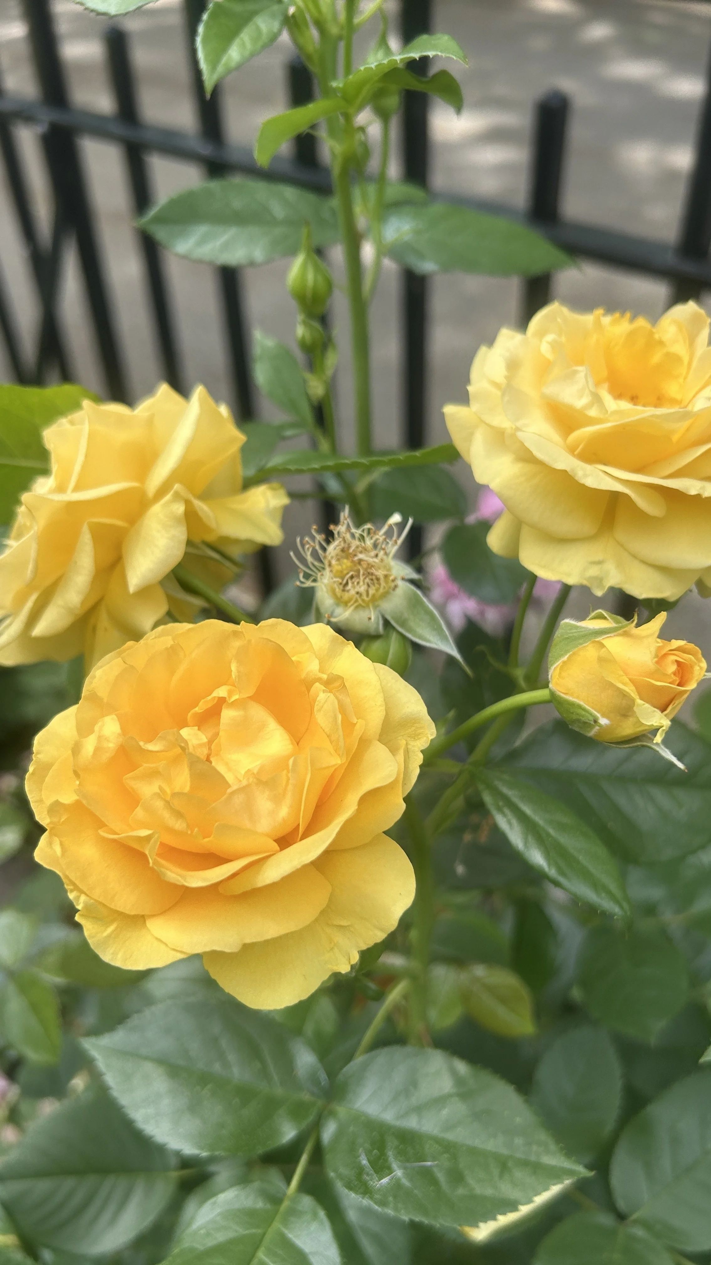 roses.JPEG