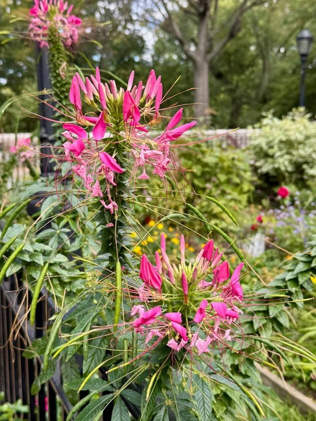 CLEOME