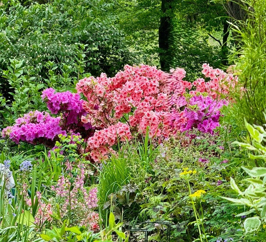 AZALEA