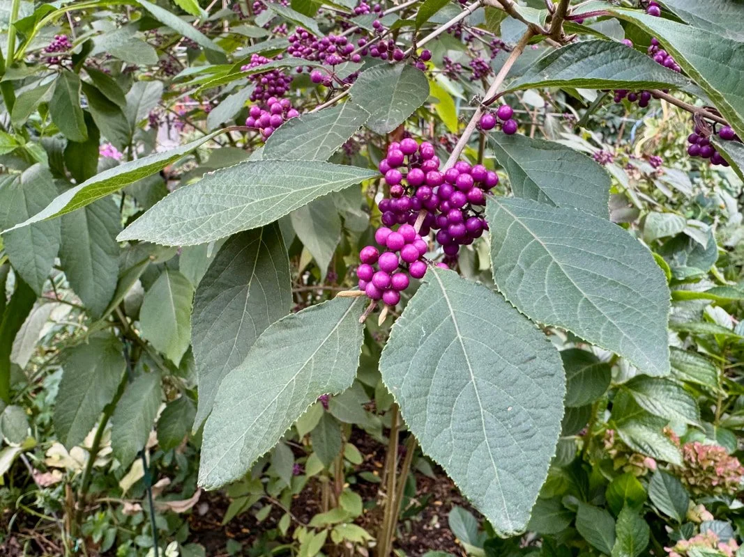 BEAUTYBERRY