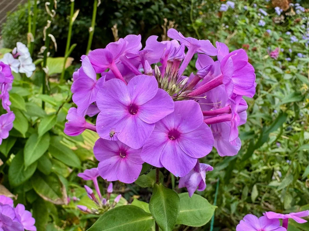 summer phlox.jpg