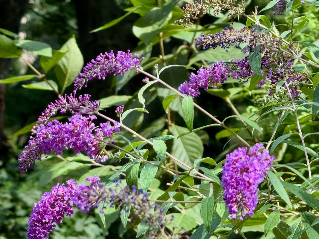 BUTTERFLY BUSH