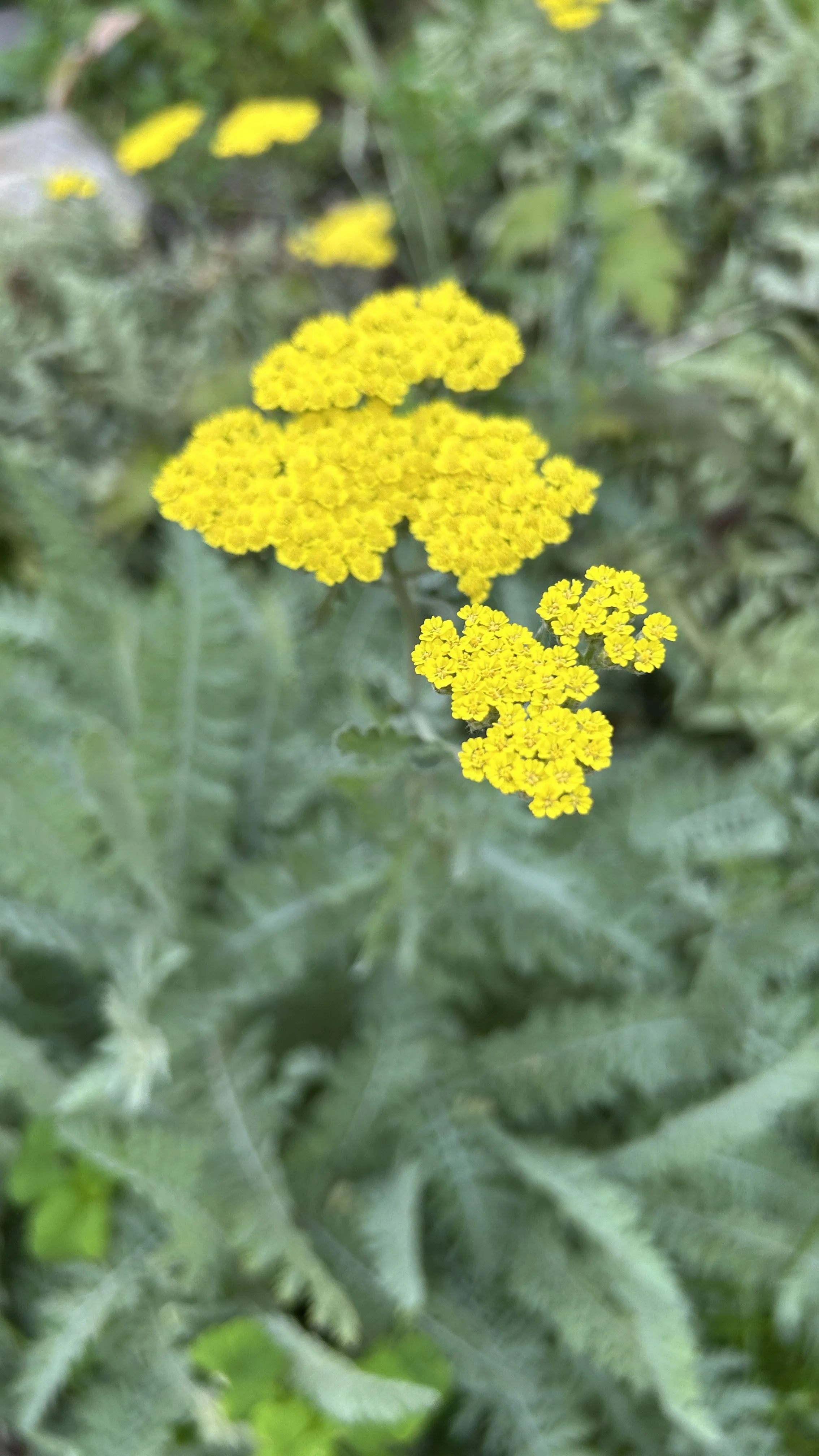 yarrow.JPEG