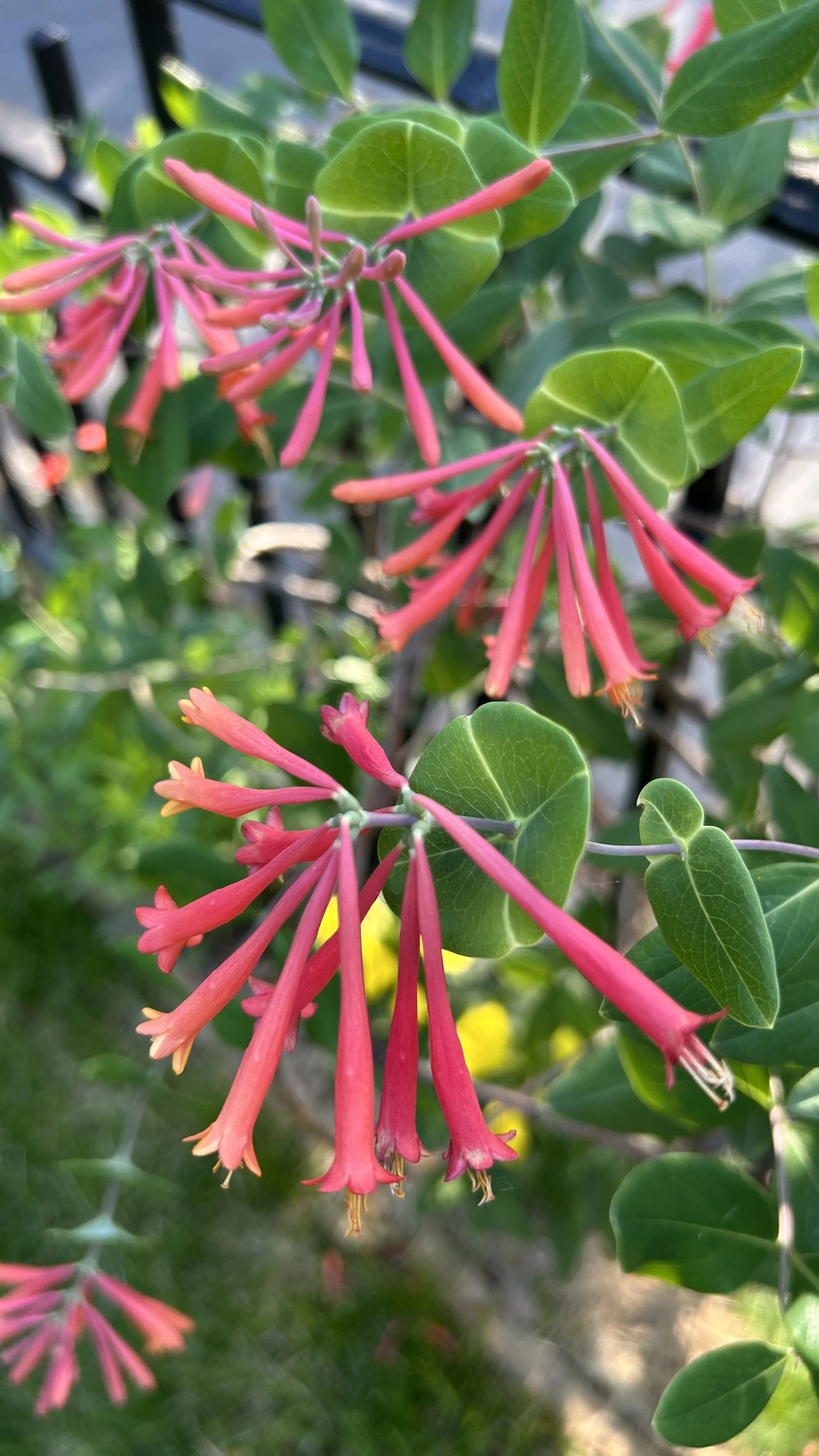 IMG_1177.JPEG