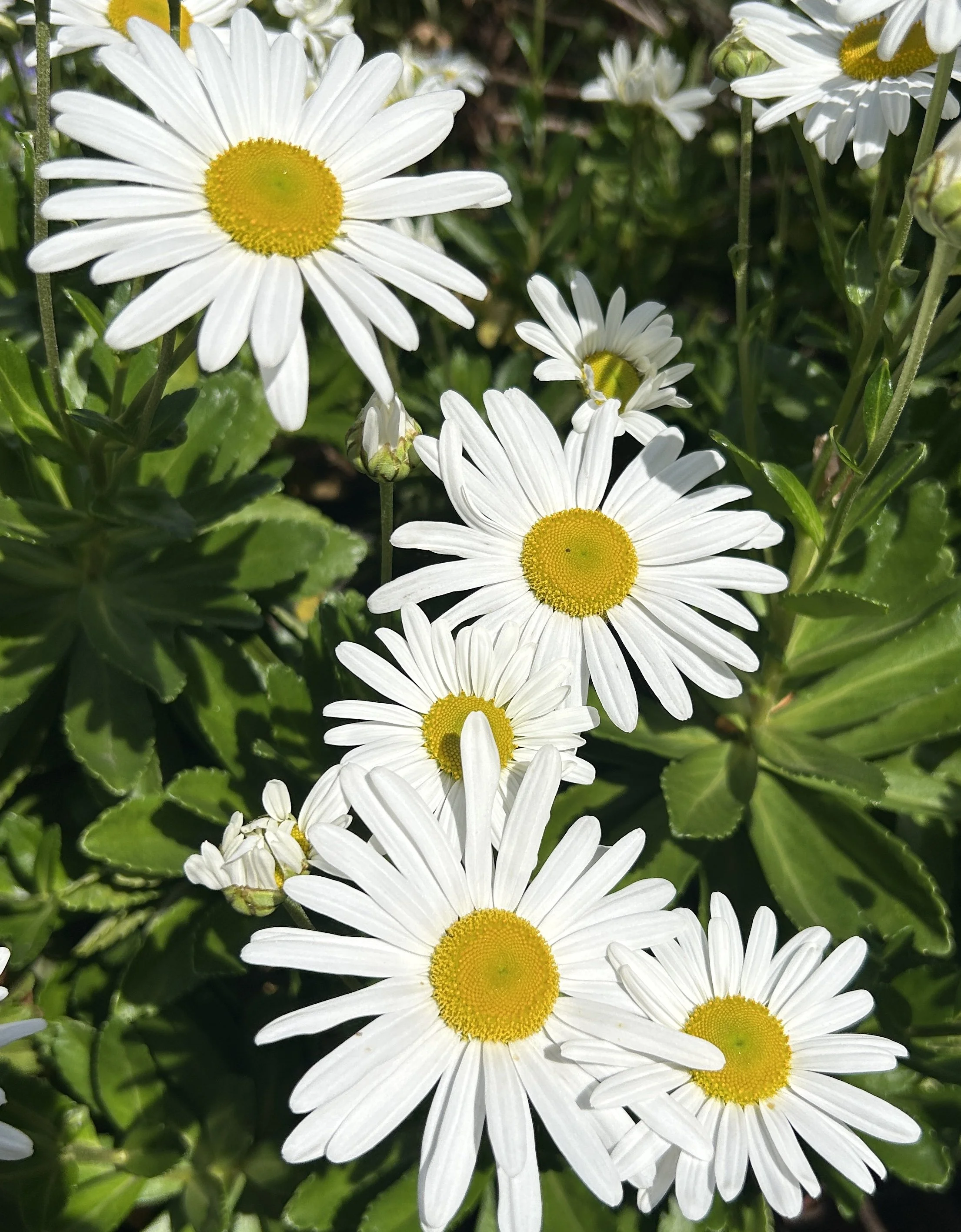 MONTAUK DAISY