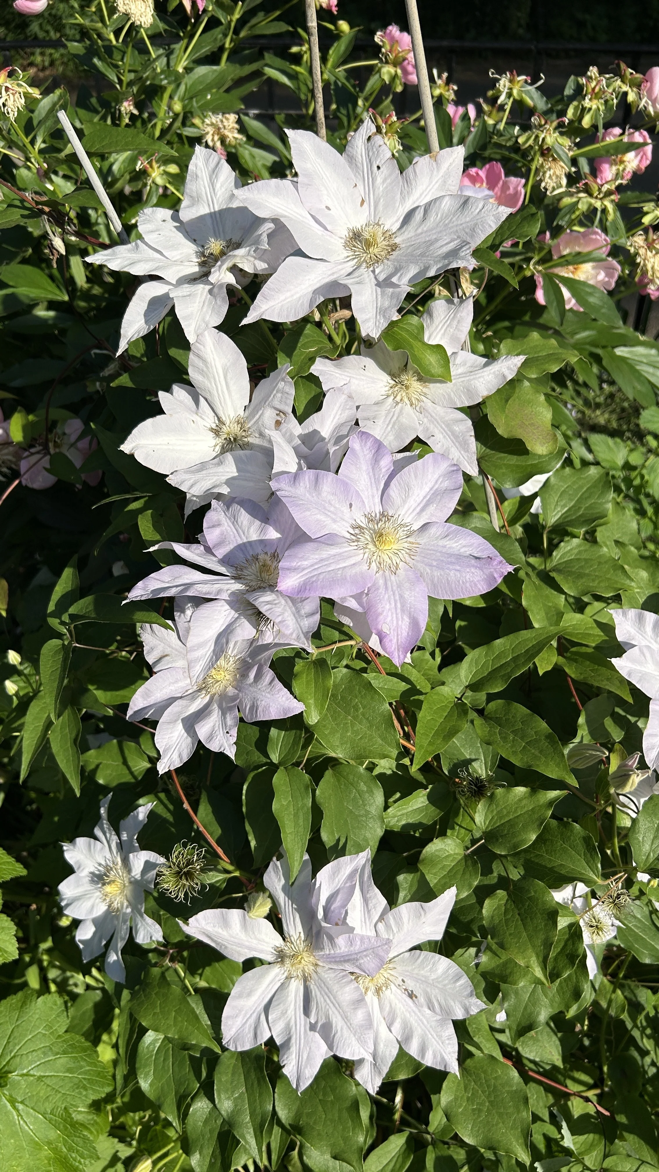clematis.JPEG