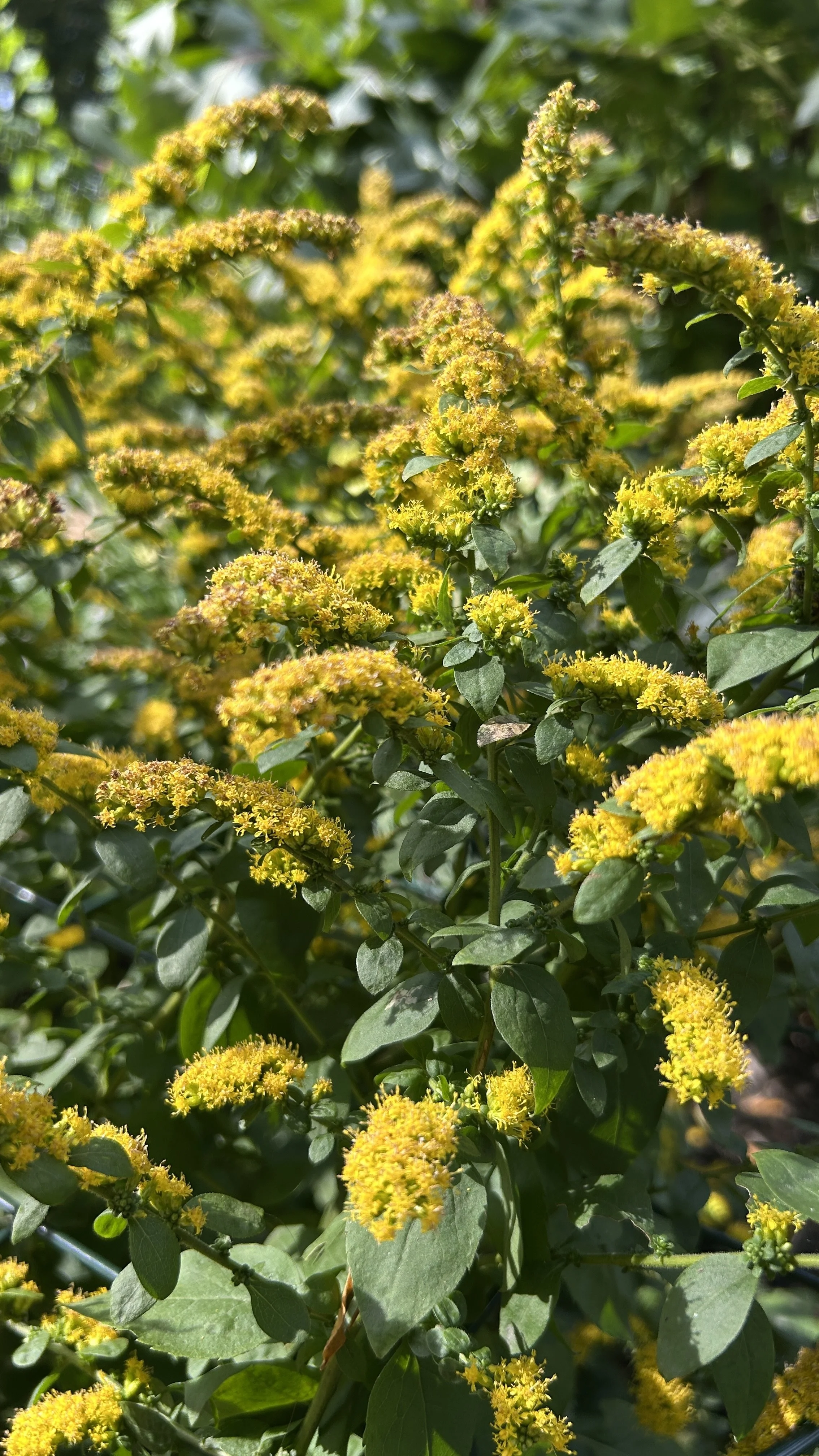 GOLDENROD