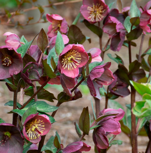 lenten rose.png